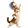Disco Cat