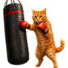 Chat boxeur
