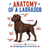 Chocolate Labrador Anatomie Shirt