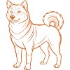 Shiba Inu-Hund