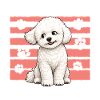 Bichon Frise Dog Breed