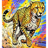 cheetah
