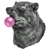 Chewing-gum rock hyrax