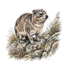 Drawing sketch of a rock hyrax