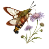 Sphinx colibri (Hemaris fuciformis)
