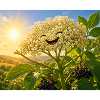Smiling elderberry in sunlight