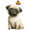 Pug with butterflies