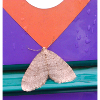 Papillon géométrique
