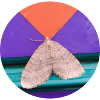 Geometric Pop Art Moth