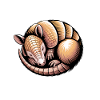 Armadillos Expressions Drôles Cadeau d’Armadillos