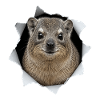 Hyrax looking out of a T-shirt