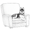 Husky im Bleistift-Sessel