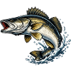 Zander Predator Fishing