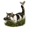 Chat d’observation des oiseaux #2