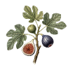 Leaf and fig botanical engraving