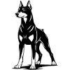 Doberman standing in black and white