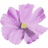 Lilas fleur aquarelle
