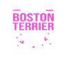 Boston Terrier