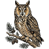 Long-eared Owl Asio Otus