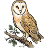 Schleiereule Tyto Alba