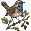 Blaukehlchen Luscinia Svecica