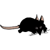 Rat