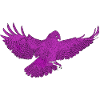 Greifvogel im Flug, Andersfarbig