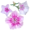 Transparent_Bicolor_Dianthus_Pink_Bedding_Plant