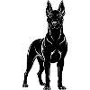 Belgischer Malinois