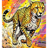 cheetah
