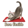 Yoga Cat