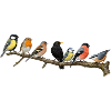 Native songbirds on a branch