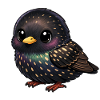 Star Vogel 