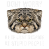 Pallas Kat Manul Kat Kat Humor Sarcasme