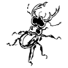 Glückskäfer Drachenkäfer