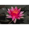 Nénuphar en fleurs - gros plan