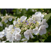Hydrangea: Asian shrub hydrangea