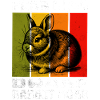 Dwarf Rabbit Zwergkaninchen