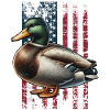 Canard colvert US Stockente