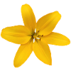 Vibrant_Yellow_Asiatic_Lily_Isolated_Flower_Pho