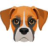 Chien boxer