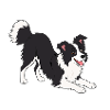Border Collie Freudenpose