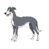 Gray Dog Cartoon With White Accent