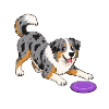 Frohen Australian Shepherd mit Frisbee.