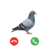 Pijon Calling Lustiger Taubenbildschirm zufael