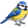 Blaumeise