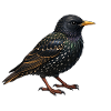 Oiseau Stellaire