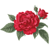Rose Cramoisie