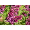 Lilac blossoms: Delicate harbingers of spring