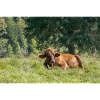 Alpen-Idylle: Kuh auf bayerischer Alm